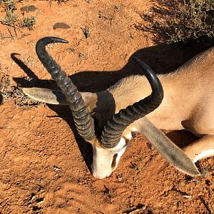 Hunting Springbok in South Africa