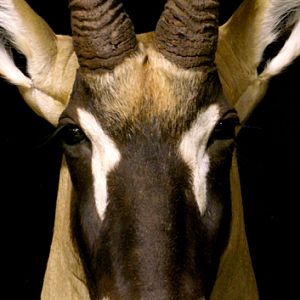 Roan Shoulder Mount On Black Walnut Base Taxidermy