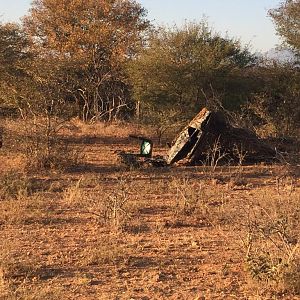 Hyenas not happy with our placement of the blind