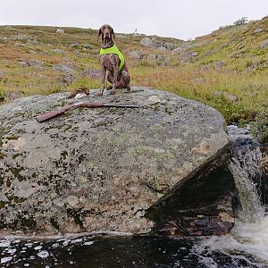 Ptarmigan Hunting over Pointing dogs, a Swedish Highland Hunt