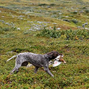 Ptarmigan Hunting over Pointing dogs, a Swedish Highland Hunt