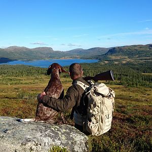 Ptarmigan Hunting over Pointing dogs, a Swedish Highland Hunt