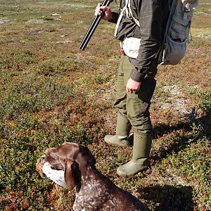 Ptarmigan Hunting over Pointing dogs, a Swedish Highland Hunt