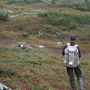 Ptarmigan Hunting over Pointing dogs, a Swedish Highland Hunt