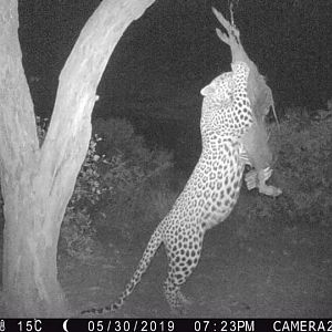 South Africa Trail Cam Pictures Leopard