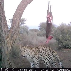 Trail Cam Pictures of Leopard in South Africa