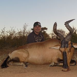 Limpopo Red Hartebeest
