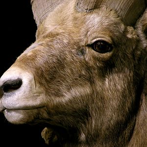 Bighorn Sheep Full Mount Taxidermy