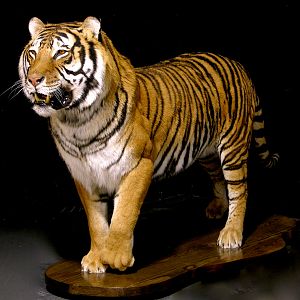 Tiger Full Mount Taxidermy