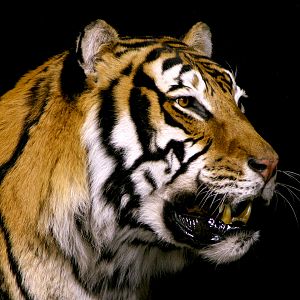 Tiger Full Mount Taxidermy