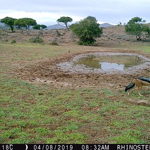 Trail Cam Pictures of Jackal in South Africa