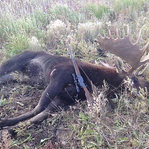 Moose Hunt Canada