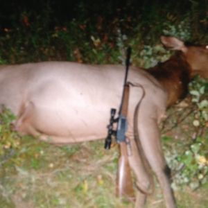 Hunting Elk in Canada