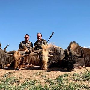 South Africa Hunt Wildebeest Slam