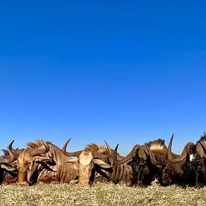 South Africa Hunting Wildebeest Slam