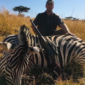 Hunt Burchell's Plain Zebra in South Africa