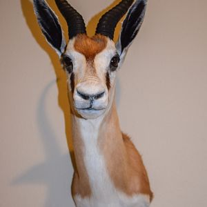 Springbok Shoulder Mount Taxidermy