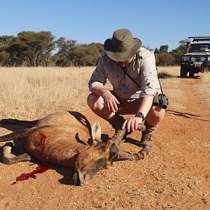 Hunting Red Hartebeest in South Africa