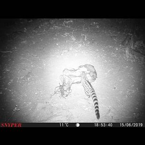 South Africa Trail Cam Pictures Genet Cat
