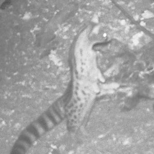 Trail Cam Pictures of Genet Cat in South Africa