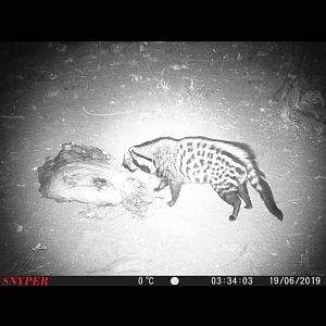 South Africa Trail Cam Pictures Civet