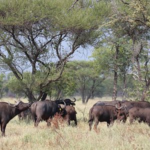 Cape Buffalo Herd South Africa