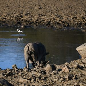 Warthog at waterhole