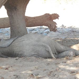 Elephant sleeping in Hoanib River Valley, Damaraland, Namibia