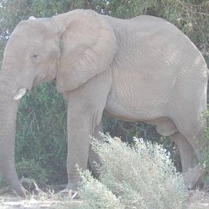 Elephant in Hoanib River Valley, Damaraland, Namibia