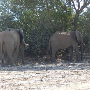 Elephant in Hoanib River Valley, Damaraland, Namibia