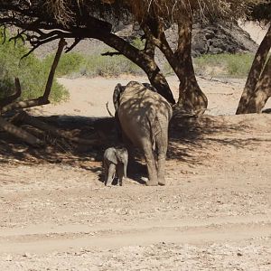 Elephant in Hoanib River Valley, Damaraland, Namibia