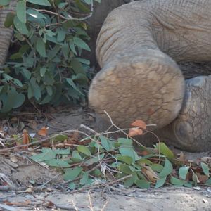 Elephant sleeping in Hoanib River Valley, Damaraland, Namibia