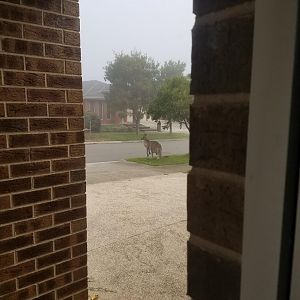 Wild Kangaroo in Southern Australia