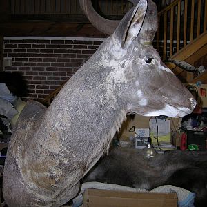 Kudu Shoulder Mount Taxidermy After