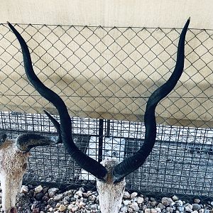 Kudu Skull