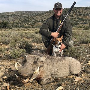 Warthog Hunting South Africa