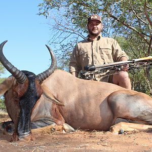 South Africa Bow Hunt Tsessebe