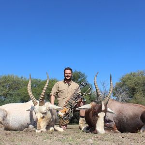Bow Hunt White & Common Blesbok in South Africa