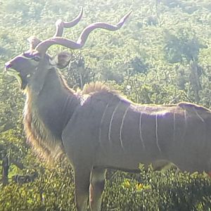 Kudu in Addo Elephant Park