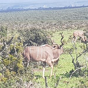 Kudu in Addo Elephant Park