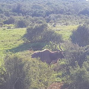 Kudu in Addo Elephant Park