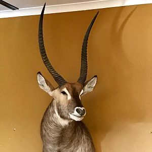 Waterbuck Shoulder Mount Taxidermy