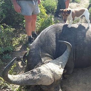 South Africa Hunting Cape Buffalo