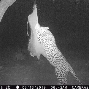 Trail Cam Pictures of Leopard in Namibia