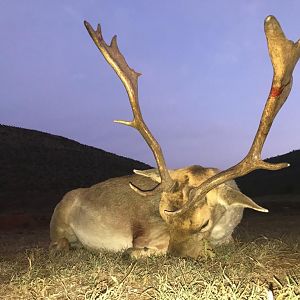 Hunting Fallow Deer in South Africa