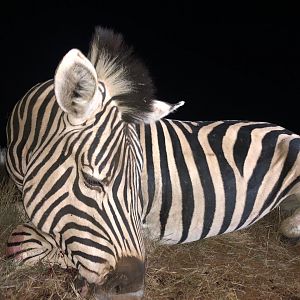 Burchell's Plain Zebra Hunt South Africa