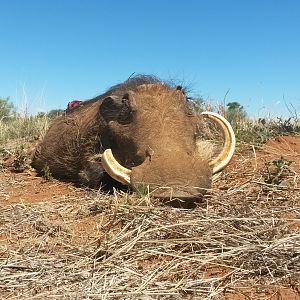 Hunt Warthog in South Africa