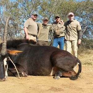 South Africa Hunting Sable Antelope