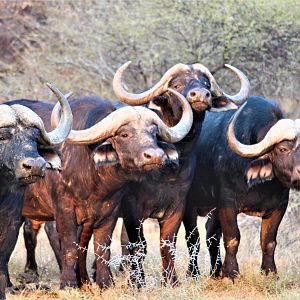 Herd of Cape Buffalo in South Africa
