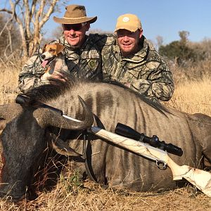 Hunt Blue Wildebeest in South Africa